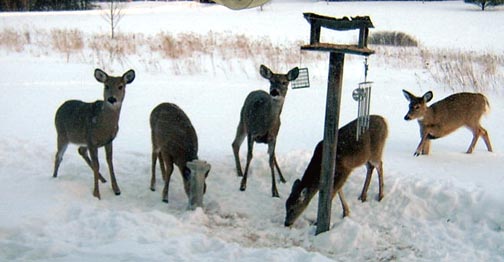 5deerj.jpg